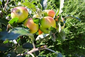 Äpfel Apfelbaum Baum Obst