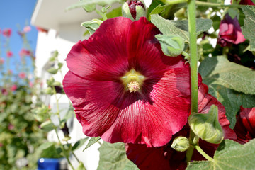 bordeauxrote Stockrose, Alcea rosea