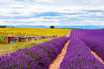 Blossoming lavender and sunflower fields in Provence, France.