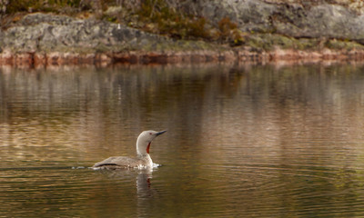 Red-throated Loon in Norway
