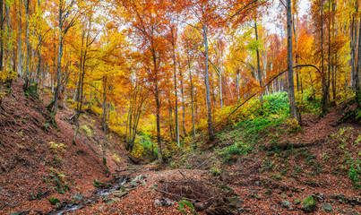 Obraz premium Mountain stream. Autumn landscape in forest.