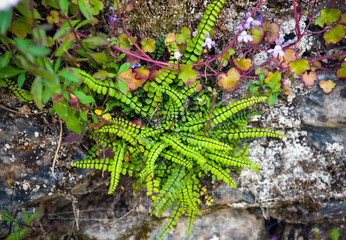 fern and rock garden plant, grows wild on a wall