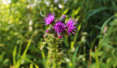 Fototapeta premium Thistle