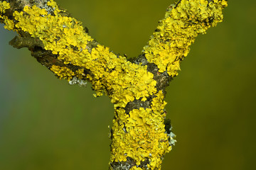 Flechte; Gelbflechte; Xanthoria parietina;