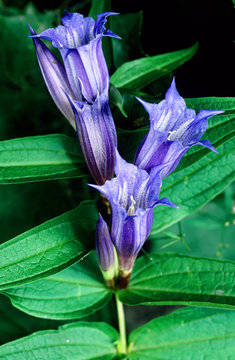 genziana maggiore gentiana asclepiade parco regionale frignano modena emilia romagna