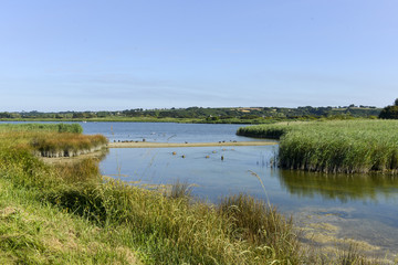 Marais de Curnic, Guissény, 29, Zone natura 2000, Finistère, Bretagne