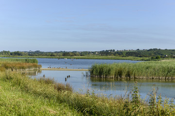 Marais de Curnic, Guissény, 29, Zone natura 2000, Finistère, Bretagne © JAG IMAGES