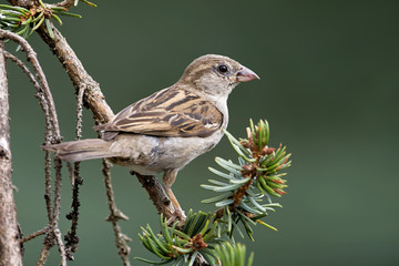 Haussperling