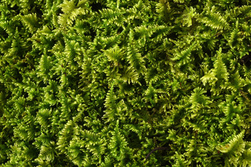 Moos; Weiches Kammmoos; Ctenidium molluscum; chalk comb-moss;