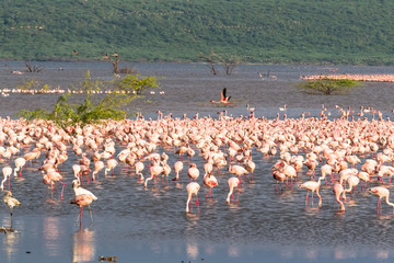 Flamingos flock of Lake Baringo. Landscapes African lakes. Kenya