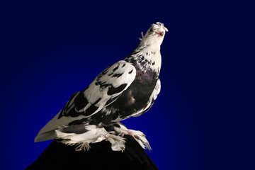 Dove studio shooting on a dark blue background.