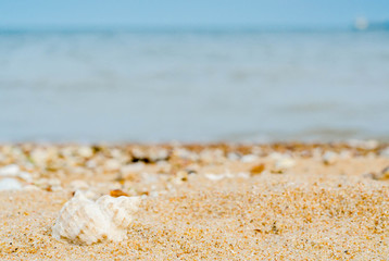curved shell in quartz sand against the blue sea and ship's silh