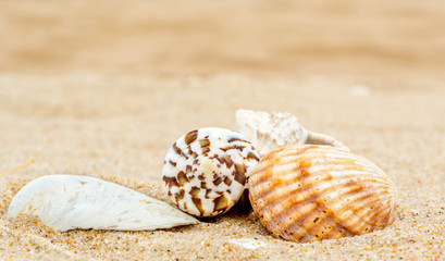four different bright sea shells on yellow quartz sand