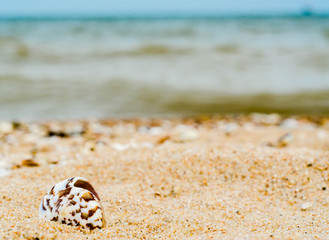 curved bright sea shell in quartz sand against the blue water an