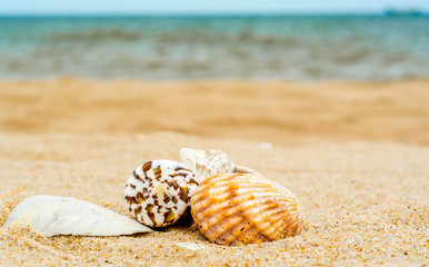 four different bright sea shells on yellow quartz sand against b