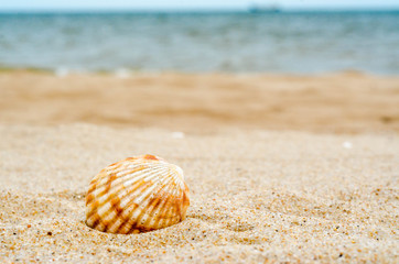 Fototapeta na wymiar bright striped sea shell in quartz sand against the blue water a