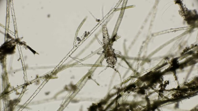 larva of Ephemeroptera under a microscope