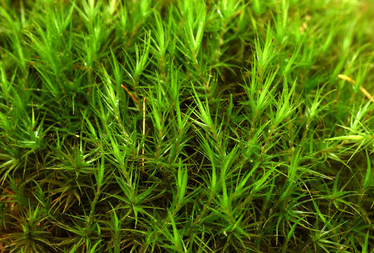 Moos; Gabelzahnmoos; Dicranum scoparium; broom moss;