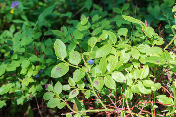 Fototapeta na wymiar Blueberries in the forest. 