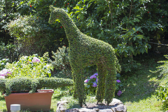 funny image of a giraffe-shaped hedge