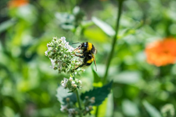 Bee collects pollen from the flower.