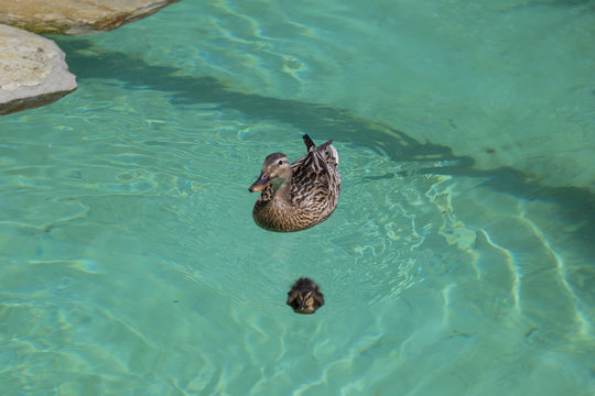 horizontal image of a duck while bathing in her pond with her ducklings