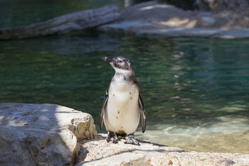 horizontal image of a penguin standing on top of a pebble with a pond in the background