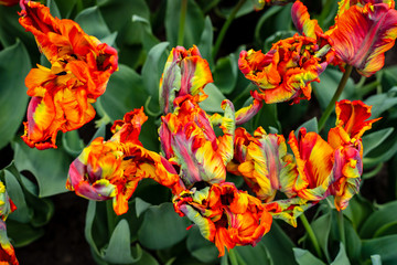 Rainbow Tulip - 213651956
