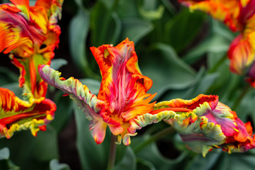 Multi-colored Tulip - 213651981