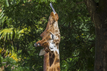 vertical image with detail of a giraffe eating from a tree with its tongue sticking out