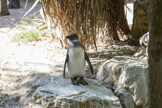 horizontal image of a penguin standing on top of a pebble