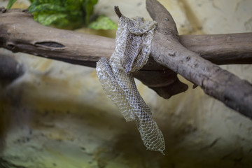 close-up with skin detail of a snake after the moult hanging on a branch