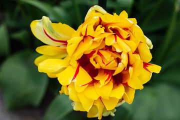 Yellow Tulip - 213652136