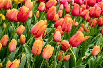 Pink Tulips - 213652171
