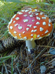 Amanita muscaria