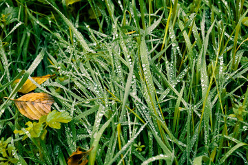 Grünes Gras mit Wassertropfen 