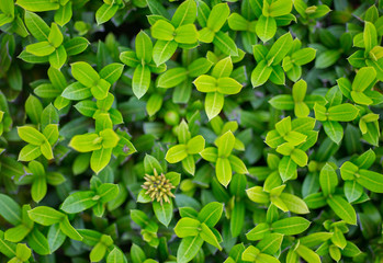 Obraz na płótnie Canvas Top view, green leaves, dense green lush.