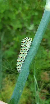 Papilio macaon su finocchietto selvatico