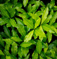 Fototapeta na wymiar Top view, green leaves, dense green lush.