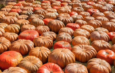 Autumn Mabon language of the equinox vintage nature organic farm food festival with bunch of pumpkins background