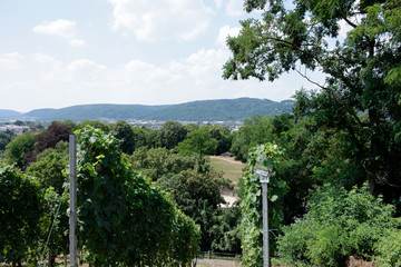 Obraz premium Beautiful nature, landscape and vineyard.