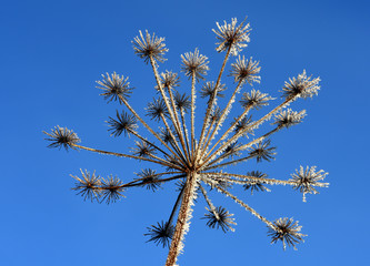Raureif; hoar; rime; Covered with frost;