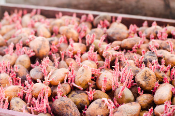 Seed potatoes with sprouts after processing from the Colorado beetle. Preparation for planting potatoes. seasonal work in the field, vegetables, agriculture, farming, close-up