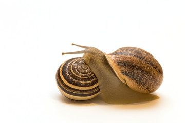 closeup of two snails with white background