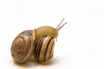 closeup of two snails with white background