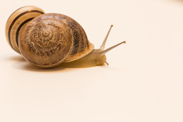 closeup of two snails with white background