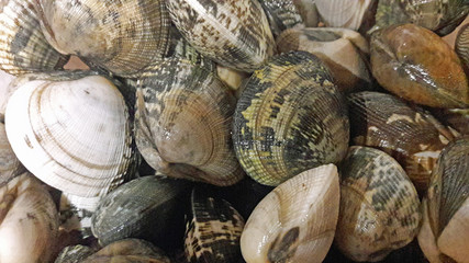 Mediterranean molluscs background. Sicilian vongole mollusc for pasta recipe.