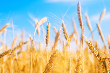 wheat spike and blue sky close-up. a golden field. beautiful view. symbol of harvest and fertility. Harvesting, bread.