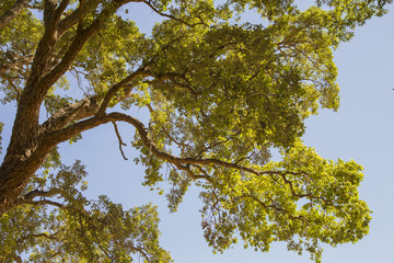 closeup of tree branch with green leaves and sky in the background