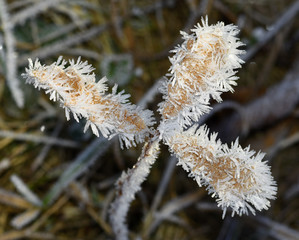 Raureif; hoar; rime; Covered with frost;